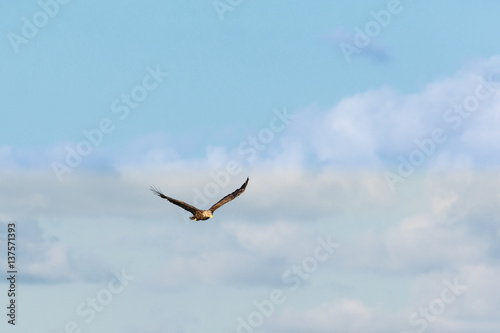 White Tailed eagle with spread wings on the sky