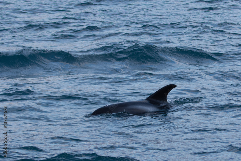 Naklejka premium Dolphin