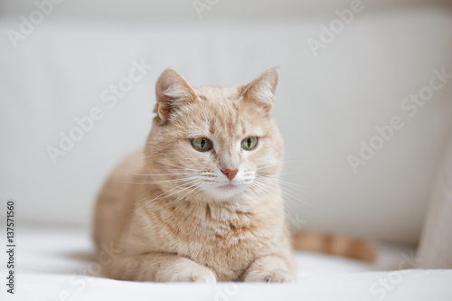 Ginger cat lies on the light sofa 