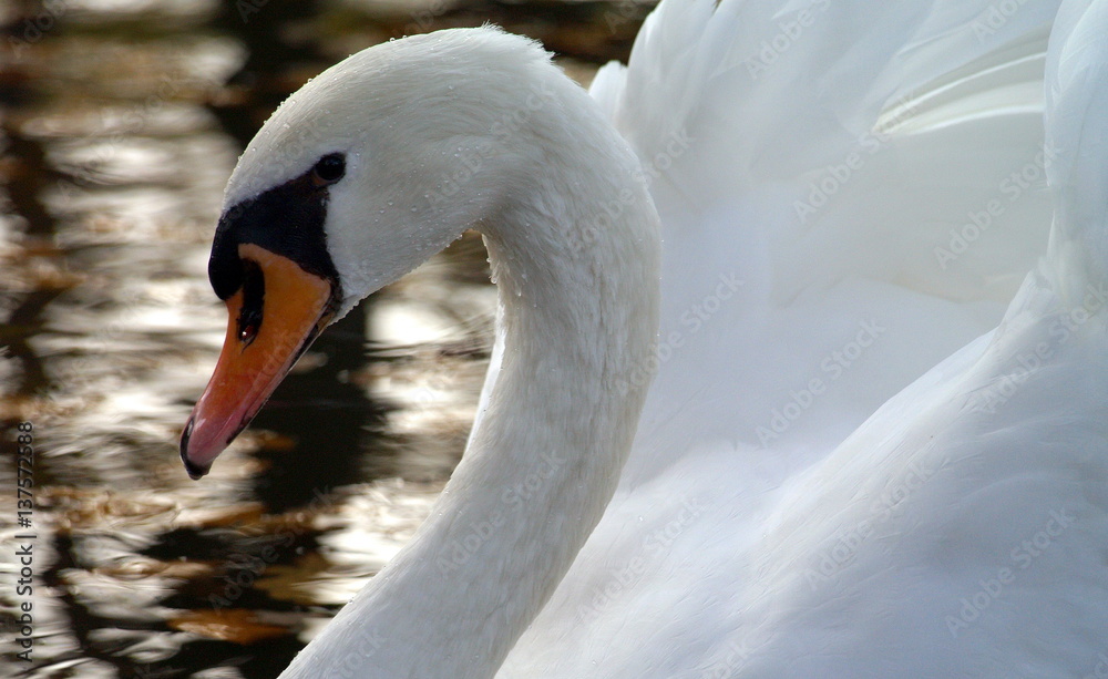 Obraz premium Picture