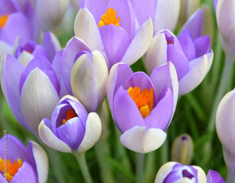 Colourful Spring Crocus Flowers. Colourful Spring Crocus Flowers.