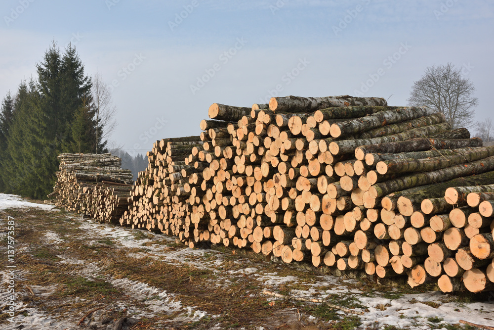 Pile of logs on meadow in forest