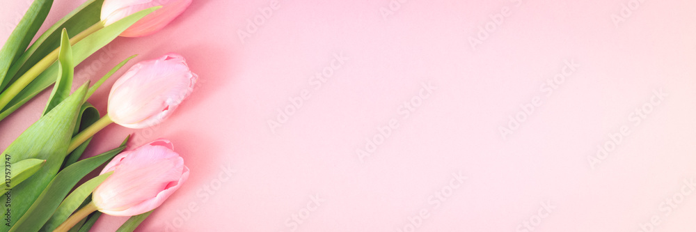 Fototapeta premium Pink tulips on the pink background. Flat lay, top view. Valentines background.