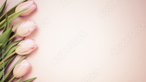 Fototapeta Naklejka Na Ścianę i Meble -  Pink tulips on the pink background. Flat lay, top view.  Valentines background.