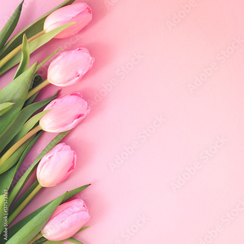 Pink tulips on the pink background. Flat lay, top view. Valentines background.