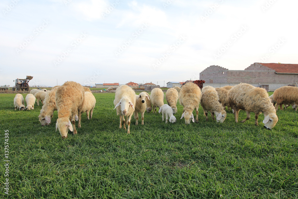 Obraz premium Koyun ve Kuzu