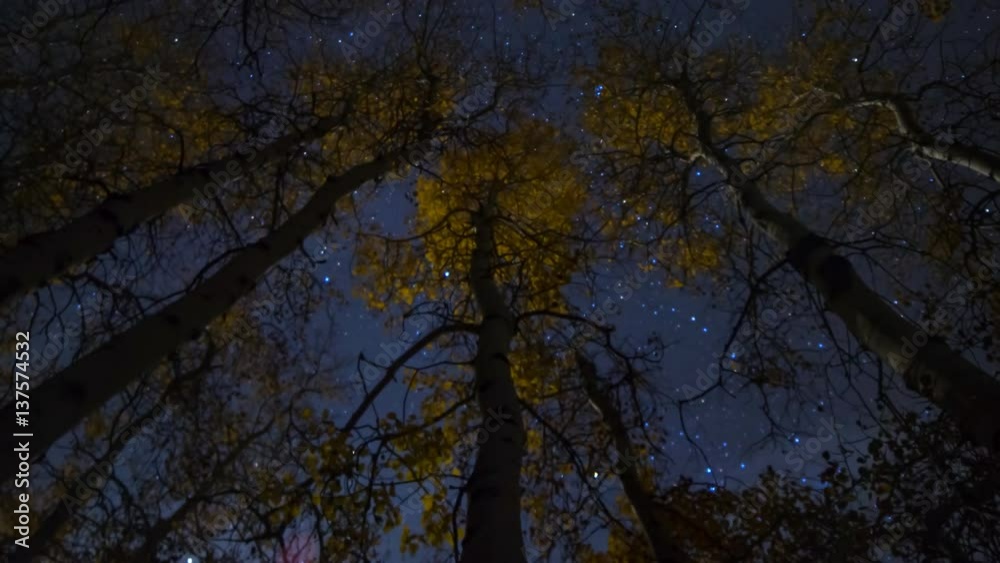 Astro Timelapse Low Angle Shot of Starry Sky thru Aspen Fall Foliage -Long Crop- Astro Timelapse Low Angle Shot of Starry Sky thru Aspen Fall Foliage -Long Crop-