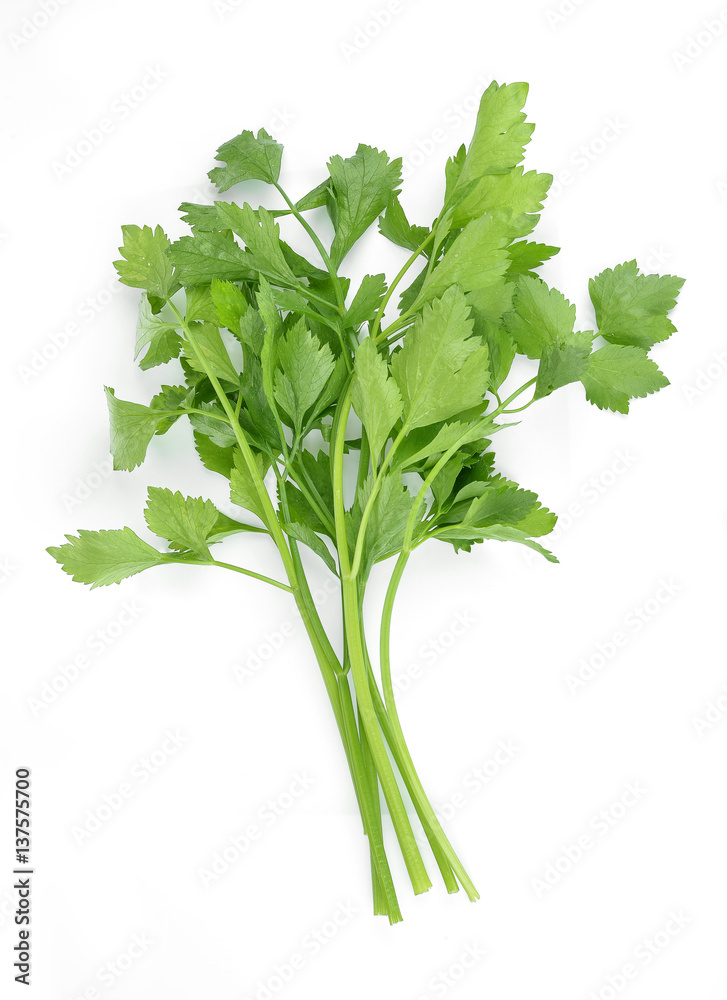 Coriander sprig isolated on white Coriander sprig isolated on white