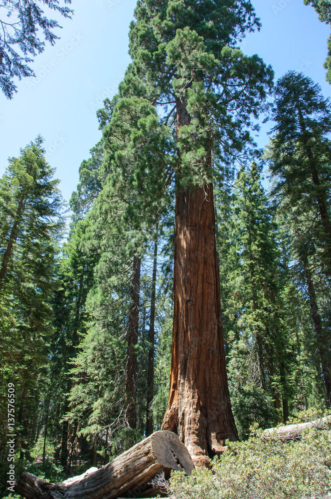Fototapeta premium Giant trees in Sequoia National Park, California, USA