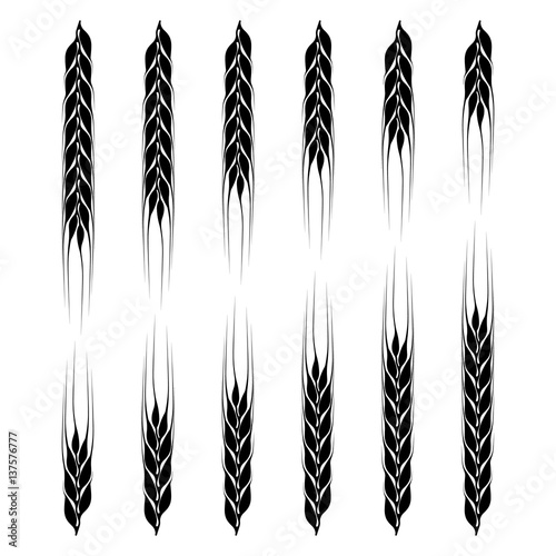 set of ears of cereals culture