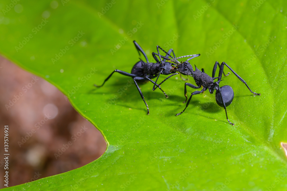 Polyrhachis armata, beautiful black ants on leaves. Polyrhachis armata, beautiful black ants on leaves.