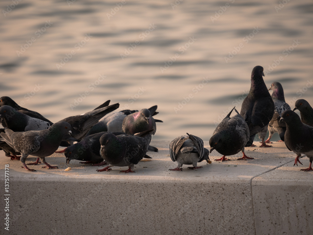 Fototapeta premium Group of pigeon eating by the sea