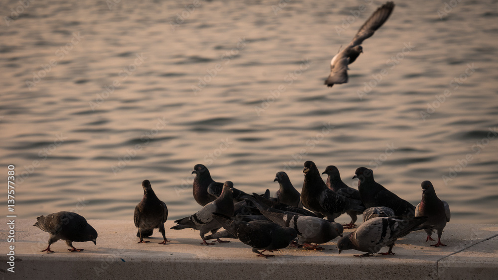 Fototapeta premium Group of pigeon eating by the sea