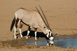 A gemsbok antelope (Oryx gazella) drinking water, Kalahari desert, South Africa.