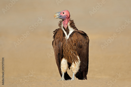 Lappet-faced vulture (Torgos tracheliotus) sitting on the ground, South Africa.