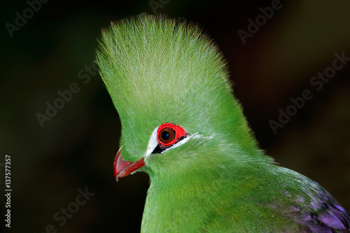 Portrait of a colorful green turaco (Tauraco persa) on black, West Africa.