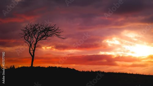 Tree with sunset