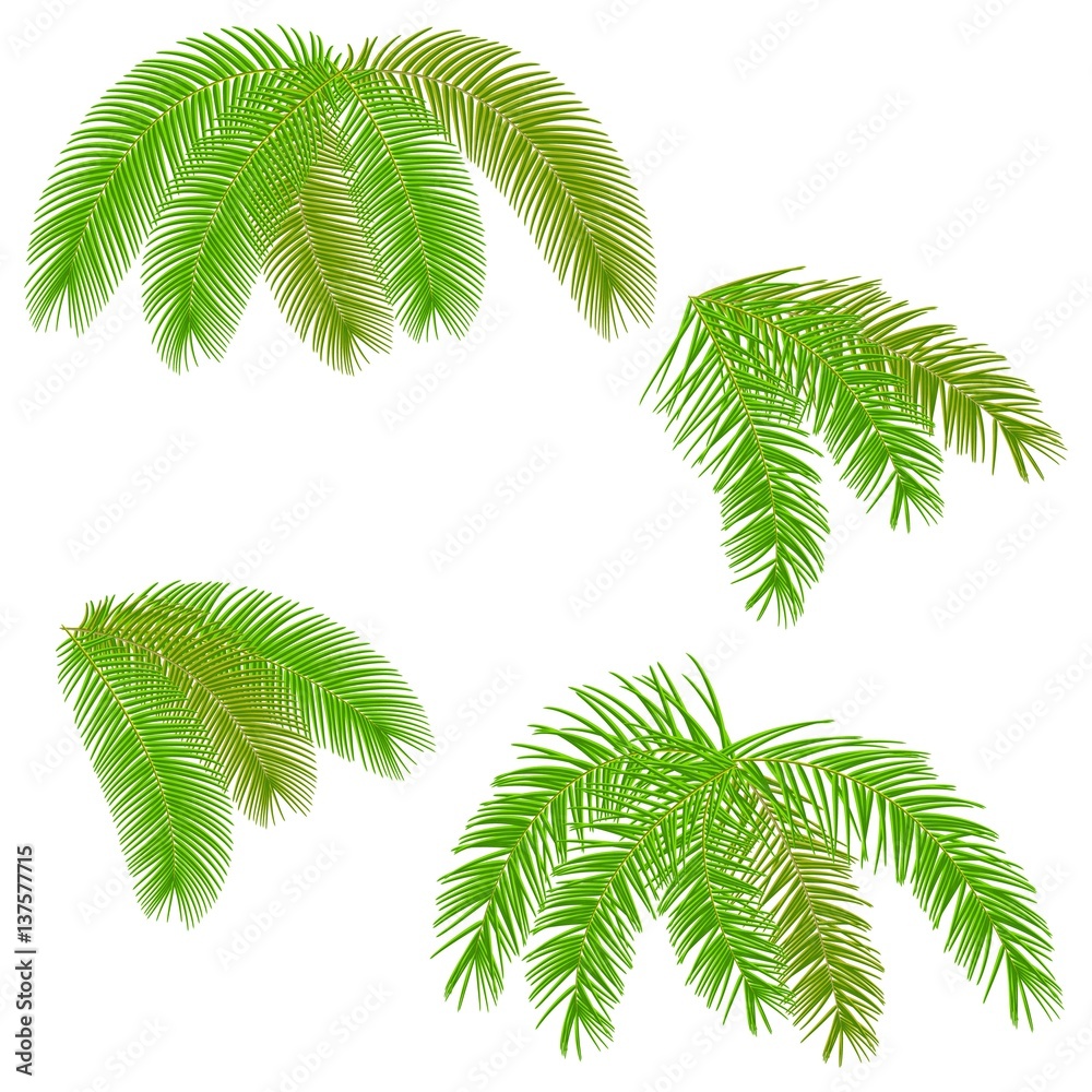 Set green palm tree leaves on white background.Vector.