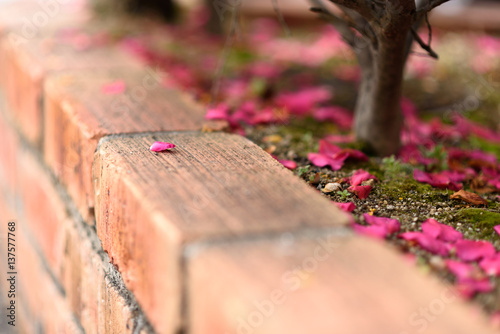 サザンカの花びら