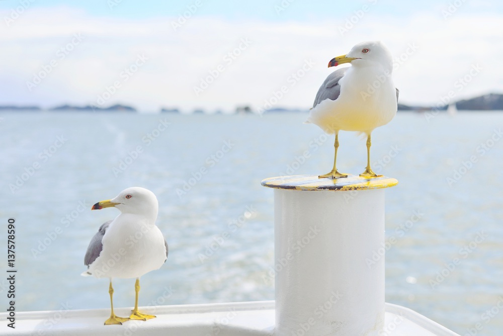 Two Black-Tailed gulls standing and looking at same direction Two Black-Tailed gulls standing and looking at same direction