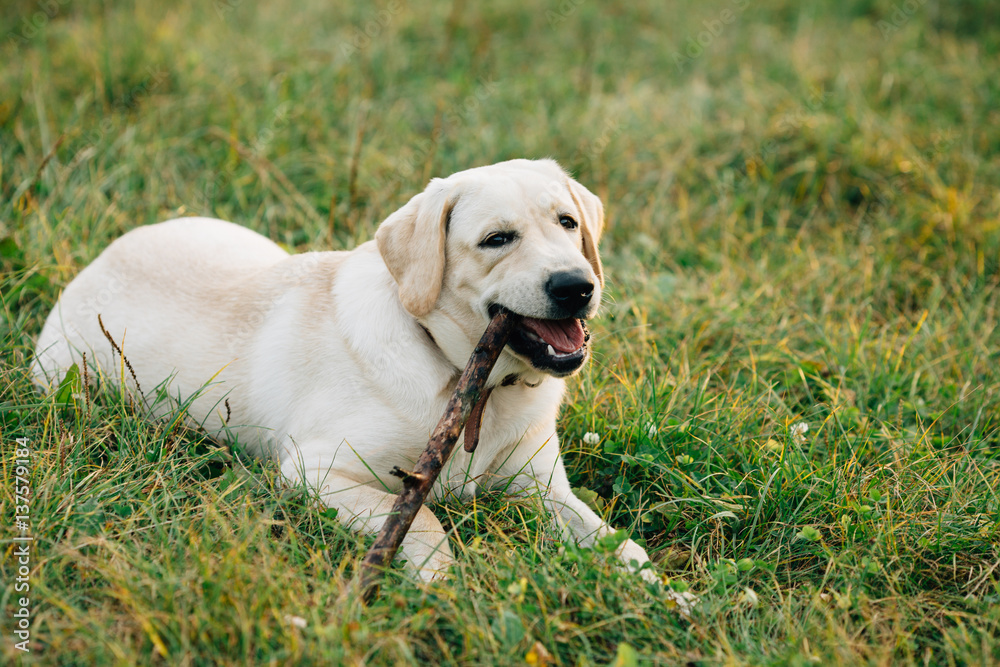 Dog Labrador retriever lying on grass chews stick