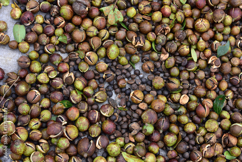 Camellia oil seed background