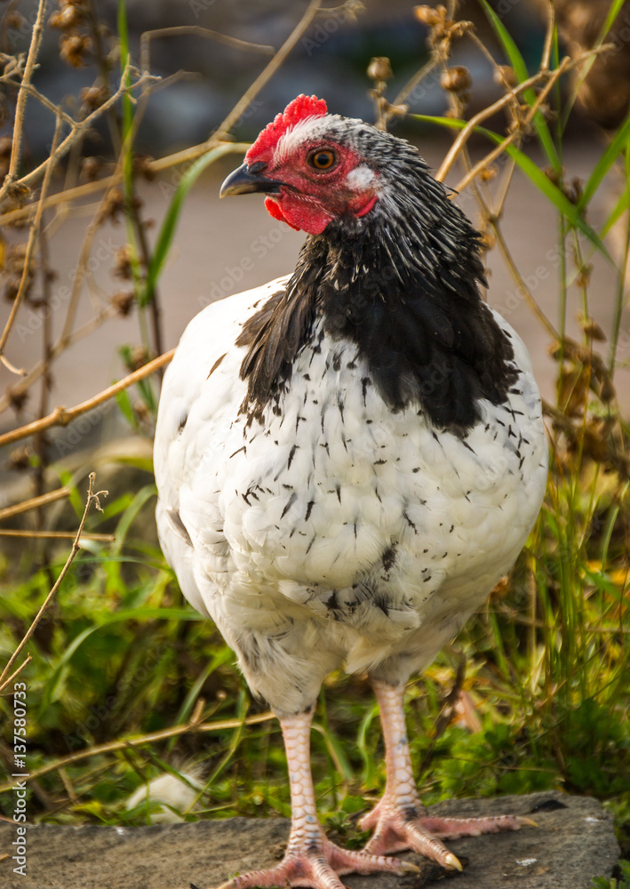 Fototapeta premium Free range Sussex Chicken