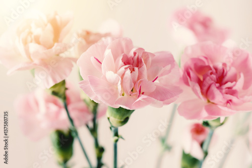 Pink carnation flowers