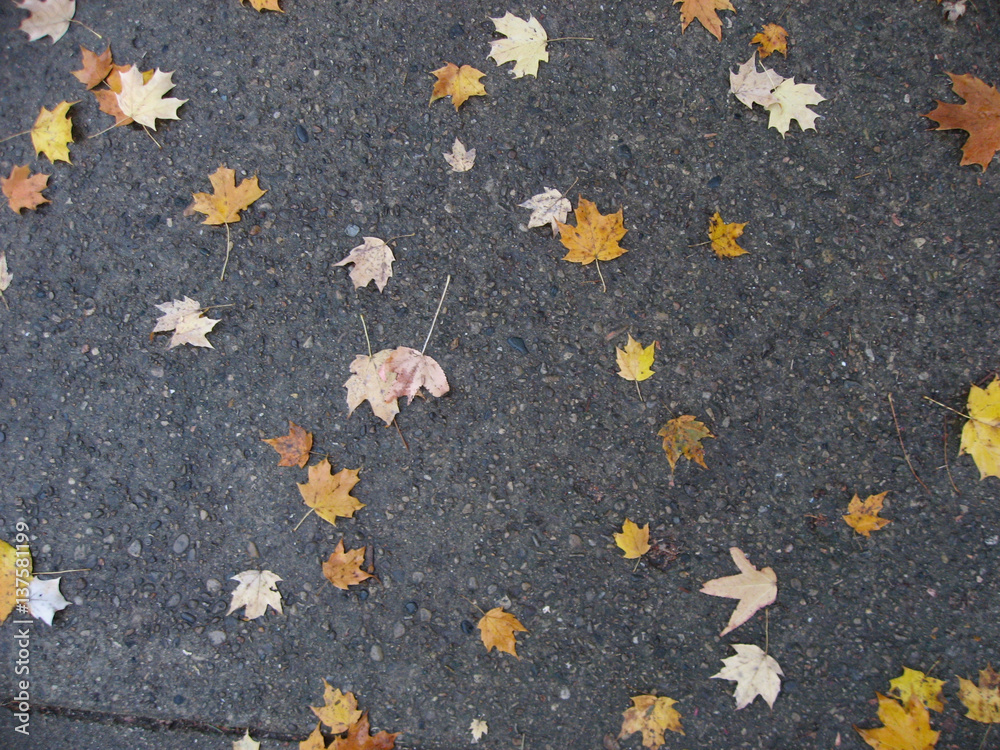 Autumn leaves on the sidewalk Autumn leaves on the sidewalk