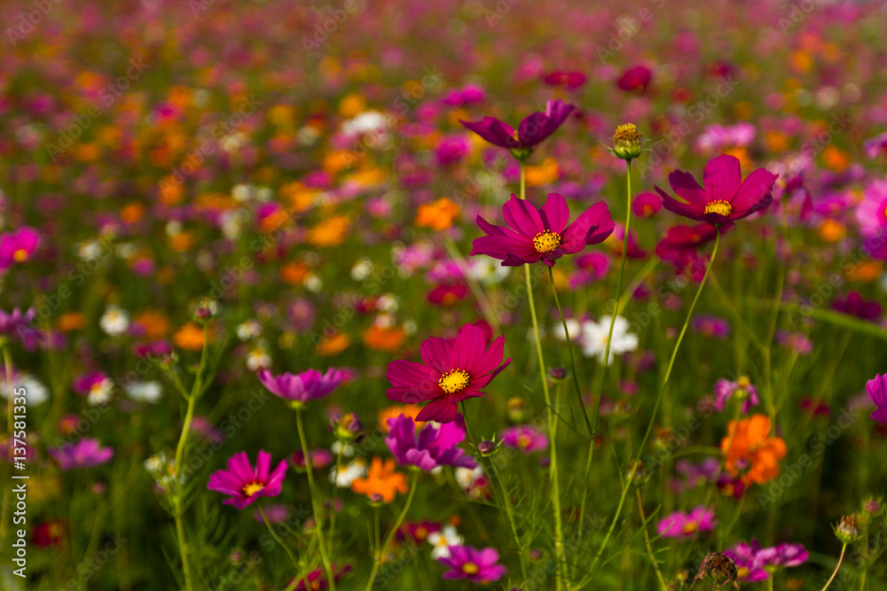fields of wildflowers wallpaper