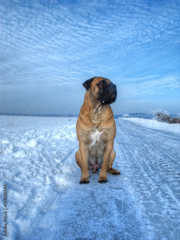 Red to blue. Thirty degrees below zero. Closeup portrait of a beautiful dog breed South African Boerboel on the background of ice, snow, blue sky and clouds. South African Mastiff. Red to blue. Thirty degrees below zero. Closeup portrait of a beautiful dog breed South African Boerboel on the background of ice, snow, blue sky and clouds. South African Mastiff.