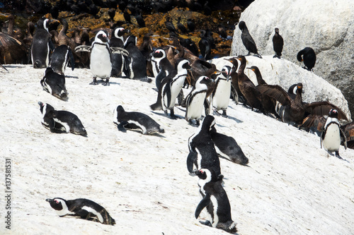 Penguins (Spheniscus demersus) and Cape cormorant birds (Phalacrocorax capensic) at Boulders Beach, South Africa