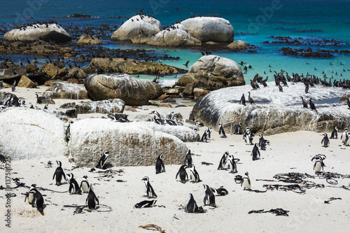 African penguins at Boulders Beach, Cape Town, South Africa