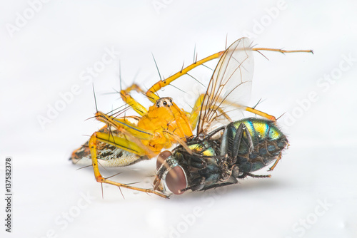 Yellow female Lean lynx spider, Oxyopes macilentus (Family: Araneae, subfamily: Oxyopidea) eating a Common green bottle fly, (Lucilia sericata) isolated with white background, predator and prey photo