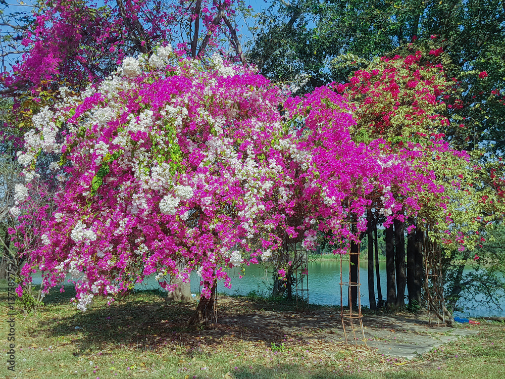 Naklejka premium beautiful Bougainvillea flowers in summer outdoor
