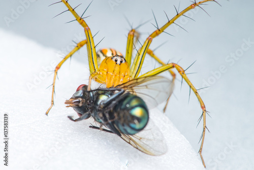 Yellow female Lean lynx spider, Oxyopes macilentus (Family: Araneae, subfamily: Oxyopidea) eating a Common green bottle fly, (Lucilia sericata) isolated with white background, predator and prey photo