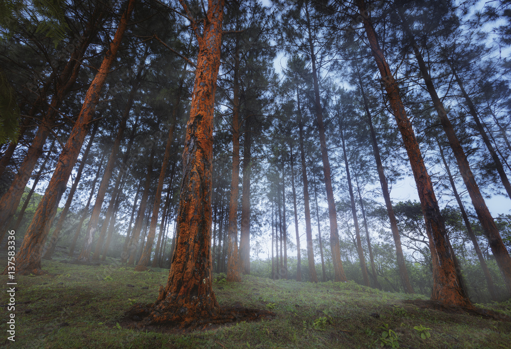 Obraz premium orange trres