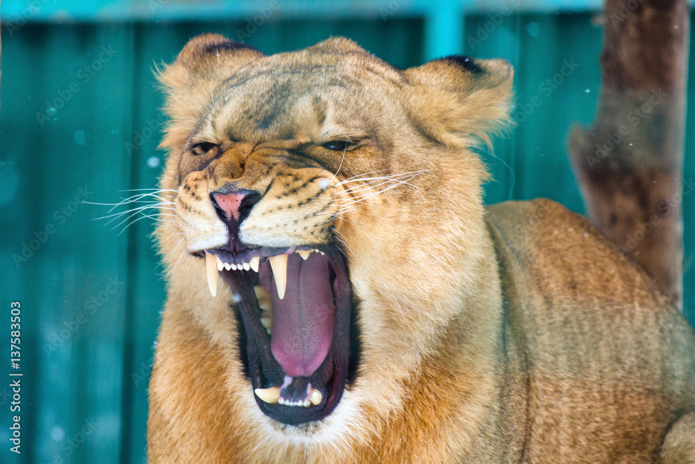 Fototapeta premium Closeup of roaring lioness during the winter