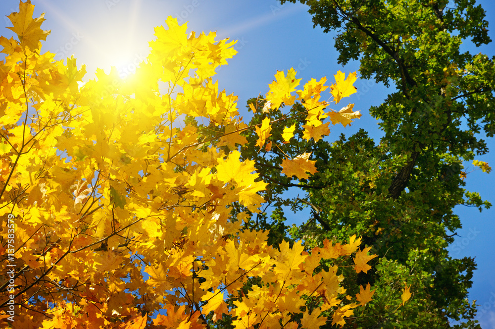Fototapeta premium tree branches and yellow autumn leaves against the blue sky and sun