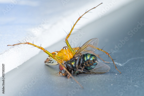 Yellow female Lean lynx spider, Oxyopes macilentus (Family: Araneae, subfamily: Oxyopidea) eating a Common green bottle fly, (Lucilia sericata) isolated with white background, predator and prey photo