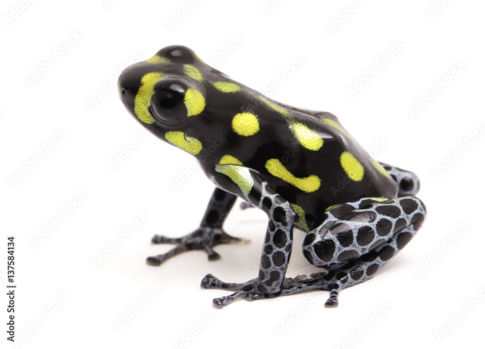 Obraz premium Yellow dotted poison dart or arrow frog, Ranitomeya vanzolinii. A small poisonous rain forest animal fwith warning colors. Isolated on white background..