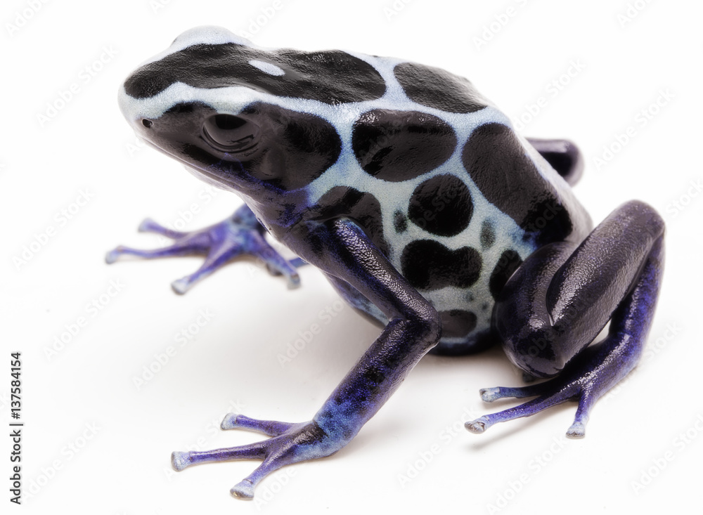 Obraz premium White poison dart frog, Dendrobates tinctorius oyapok, French Guyana. Macro of a poisonous Amazon rain forest animal. Isolated on white background..