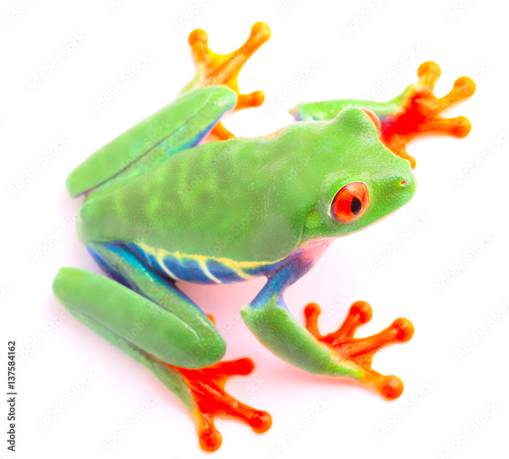 Obraz premium Red eyed tree frog from the tropical rain forest of Costa Rica and Panama. A cute funny exotic animal with vibrant eyes isolated on a white background. .