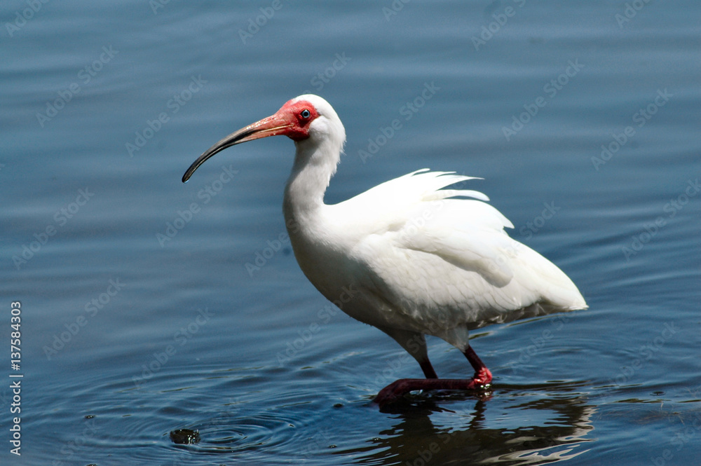 Fototapeta premium White Ibis