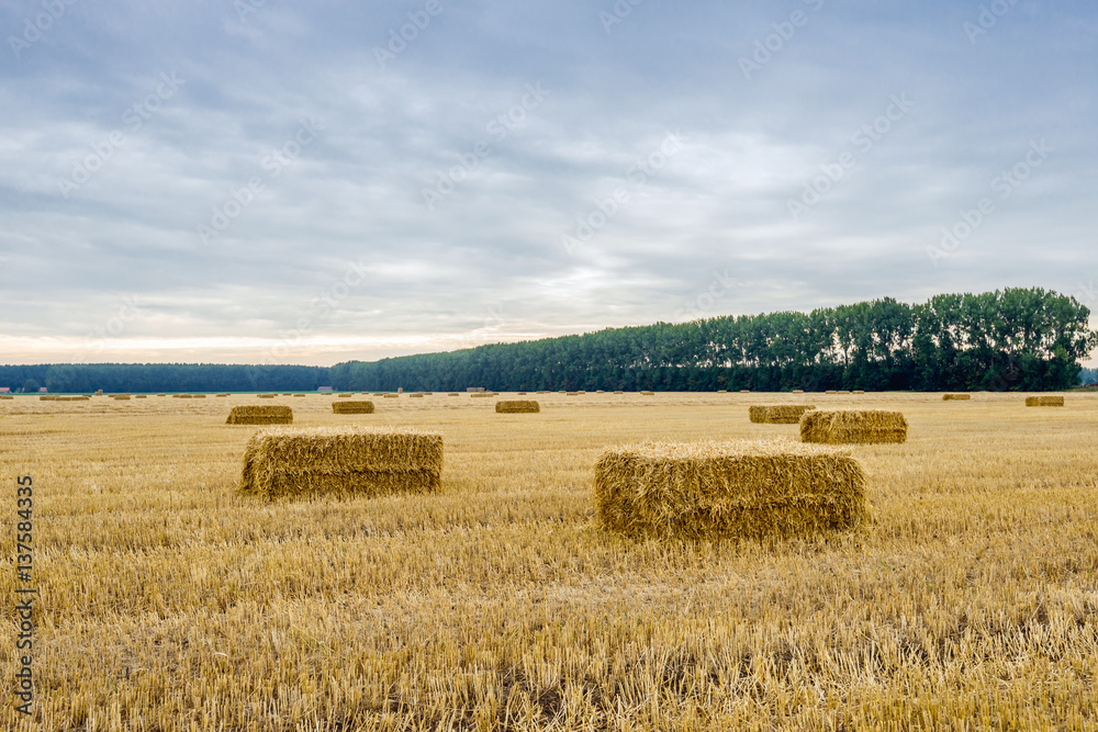 Fototapeta premium Stubble field with some bales of straw in the foreground