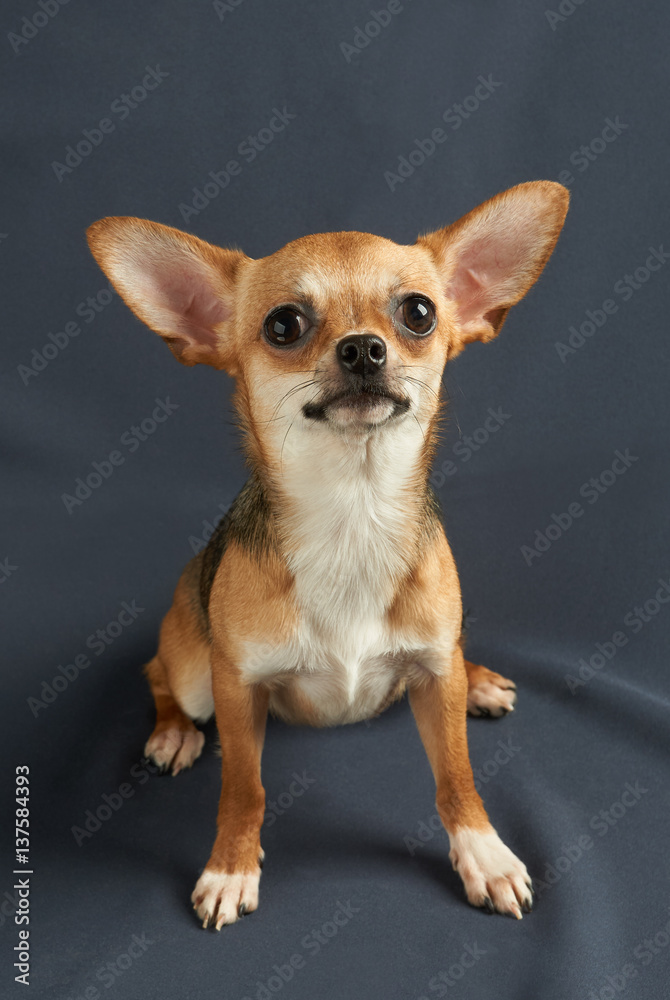 One puppy of Chihuahua