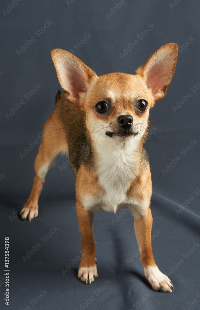 One puppy of Chihuahua