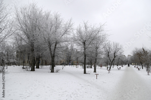 Trees in snow