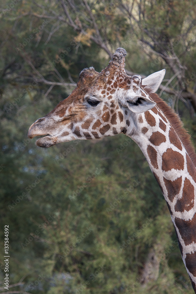 Girafe Girafe