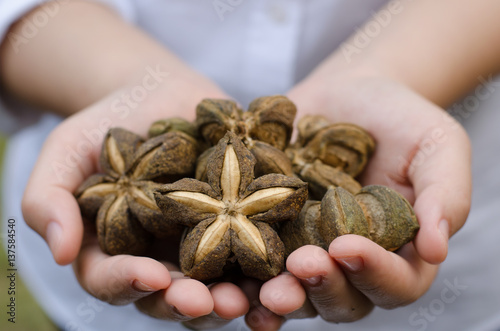 Image of sacha inchi peanut seed on hands photo